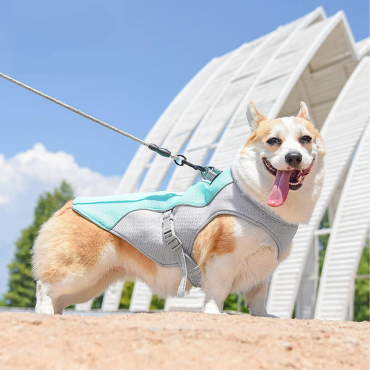 Dog Cooling Vest - אפוד קירור חכם לכלבים